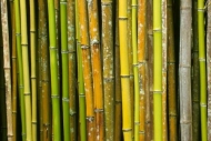 Bamboo;Abstract;Shapes;Green;Patterns;Plants;Wabi-Sabi;Abstractions;Brown;Yellow